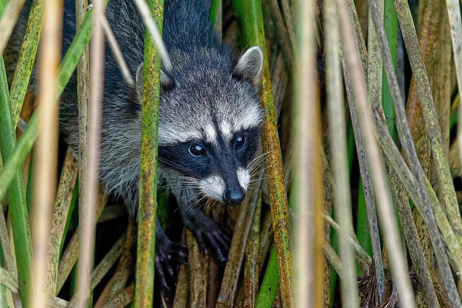 Through the Reeds - Raccoon Photograph by KJ Swan