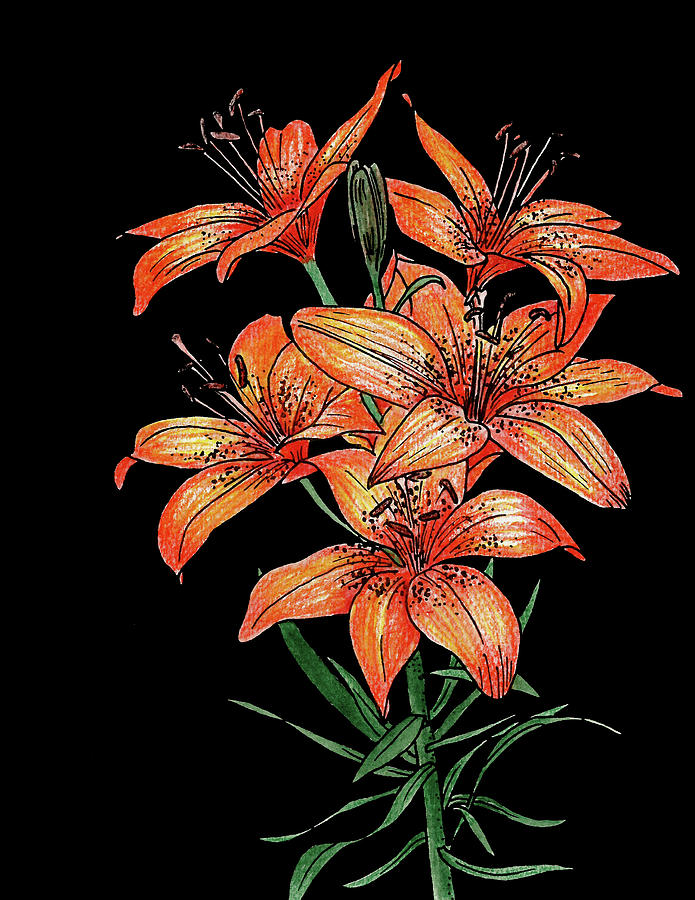Tiger Lily. Colored by Masha Batkova - Royalty Free and Rights Managed  Licenses
