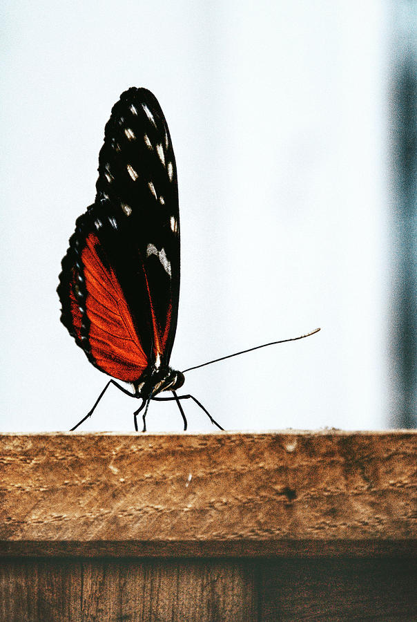 Tiger on the table Photograph by Jaroslav Buna