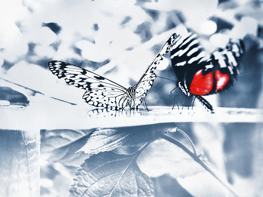 Times of Butterflies 2 Photograph by Jaroslav Buna