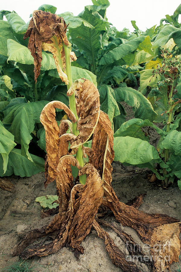 Tobacco With Black Shank by Inga Spence