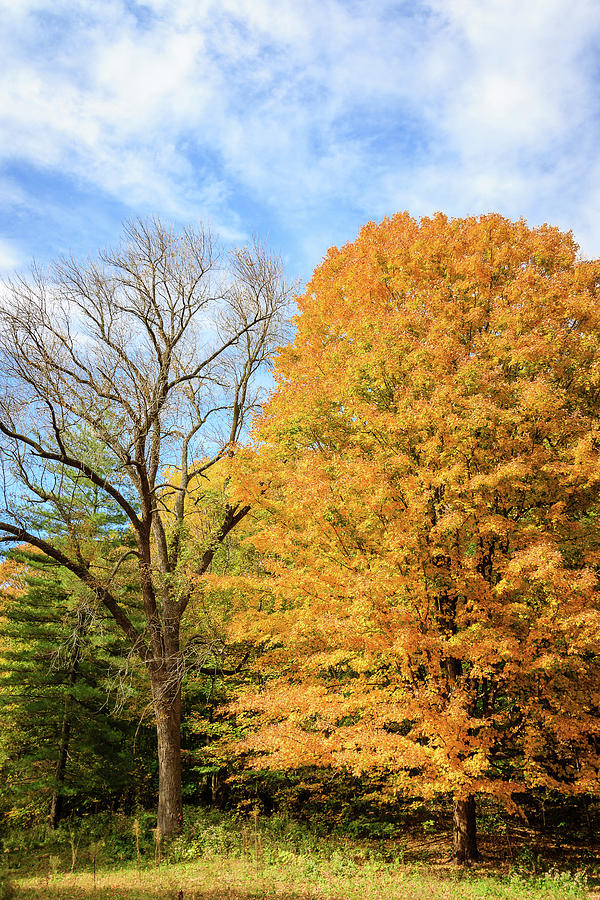 Trees a Study in Contrast Photograph by Joni Eskridge