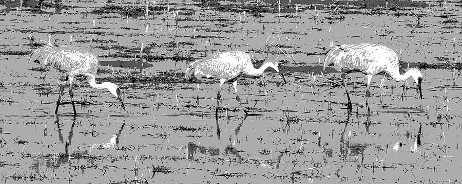 Trio of Cranes Photograph by Marla Craven