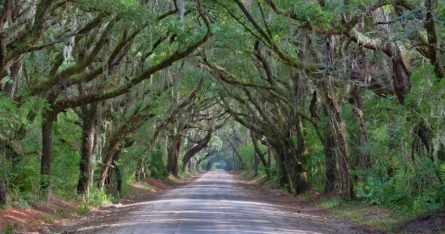 Tunnel of Trees Photograph by Marshall Hurley