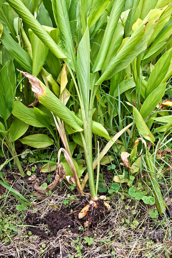 Turmeric Plant And Root by Inga Spence