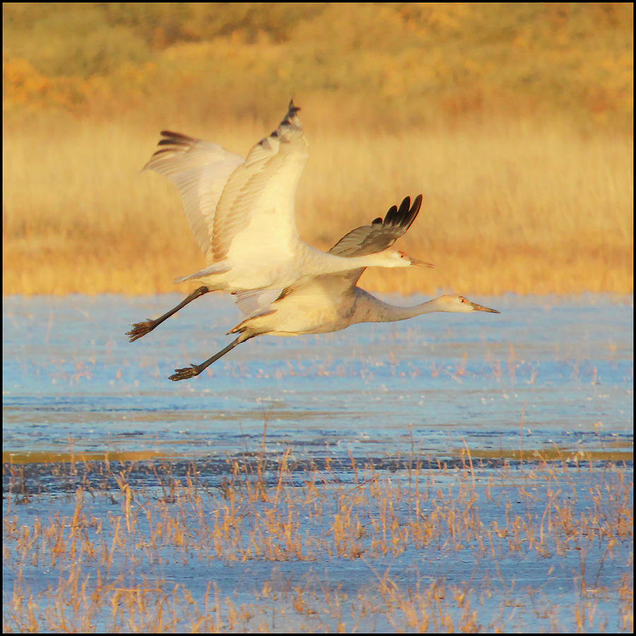 Two Cranes Cruising Photograph by Marla Craven