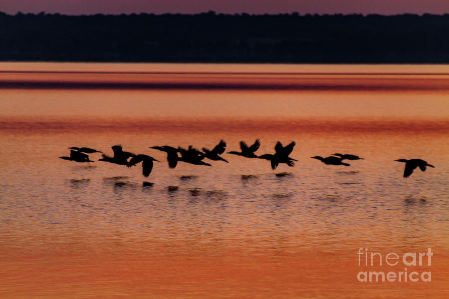 Under the Radar Photograph by William Norton