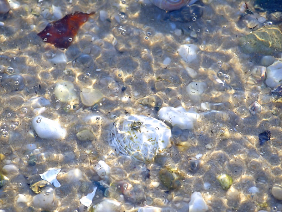 Under Water Photograph by Robert Newman