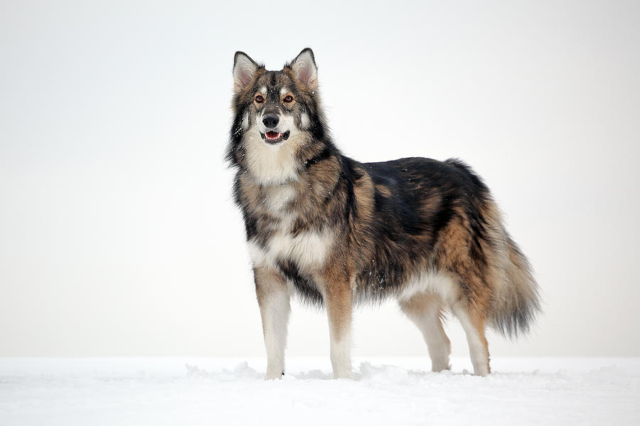 Utonagan in snow Photograph by Grant Glendinning