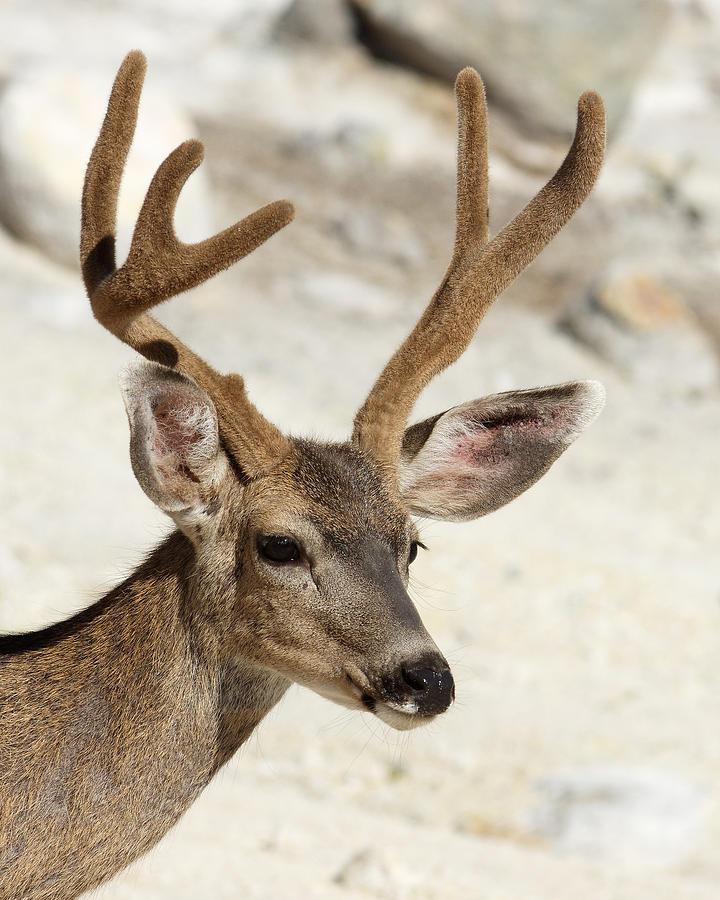 Velvet -- Black-Tailed Deer in Lassen Volcanic National Park, California Photograph by Darin Volpe