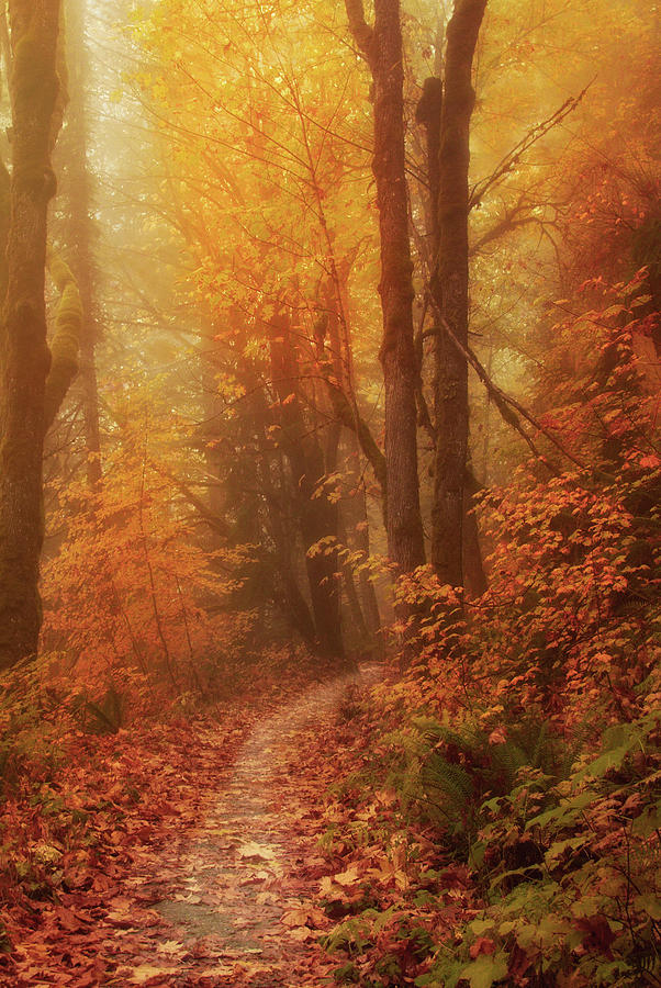 Enchanting Autumn Forest Pathway Photograph - Walk Into The Mist by Mary Jo Allen