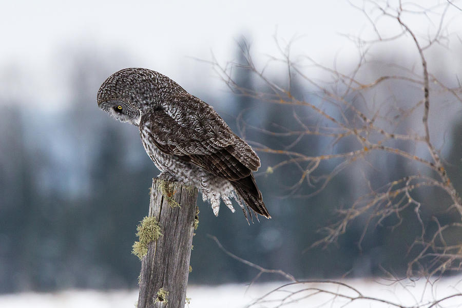 Watching For Food Photograph by Linda Ryma
