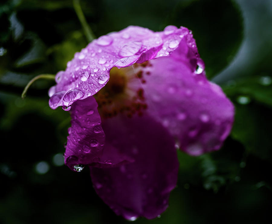 Wet Wild Rose Photograph by Darcy Michaelchuk
