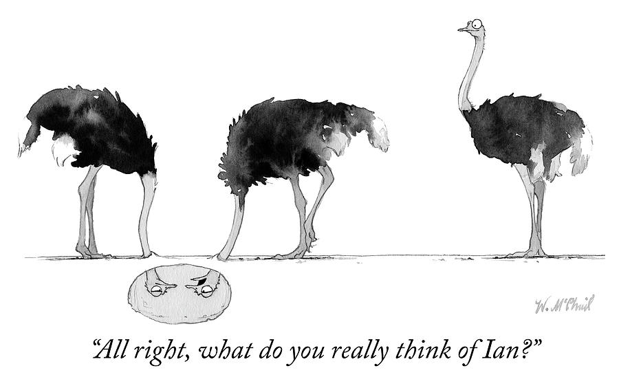 Humorous Ostrich Scene with Three Birds Drawing - What do you really think of Ian by Will McPhail