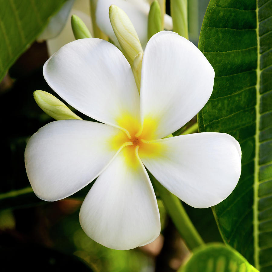 White Plumeria Blossom Photograph - White Plumeria by Kelley King