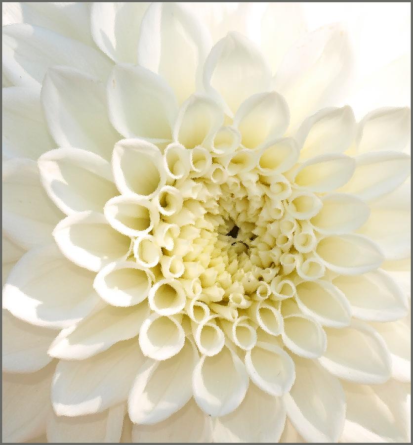 WhiteFlow Photograph by Steven Robiner