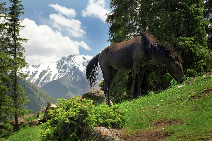 Wild and calm Photograph by Robert Grac