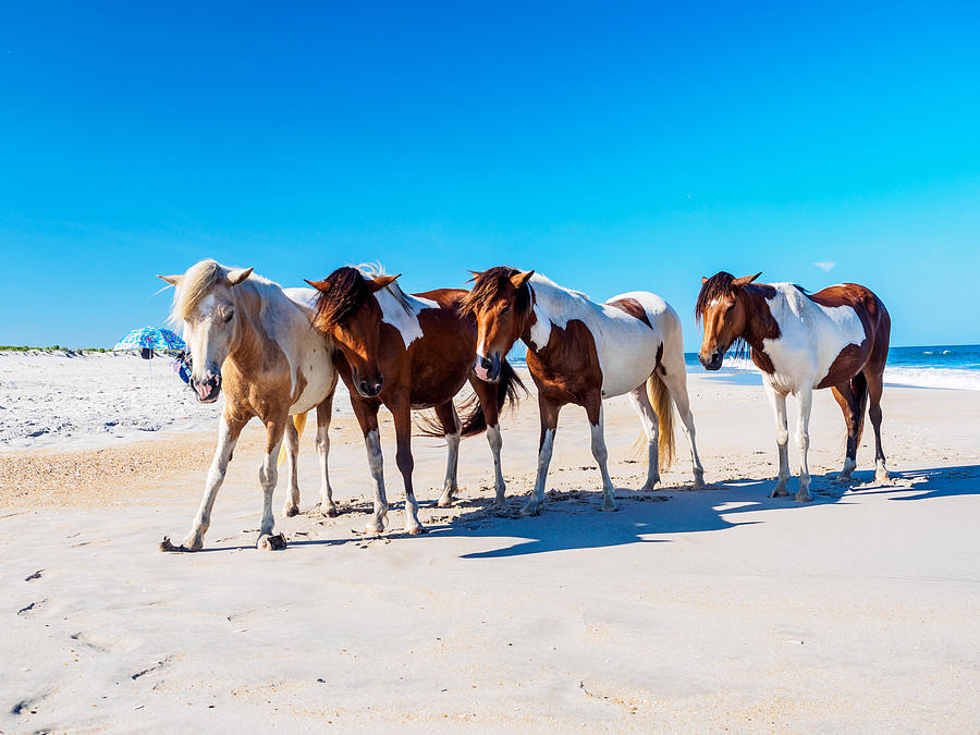 Wild Heard Photograph by Louis Dallara