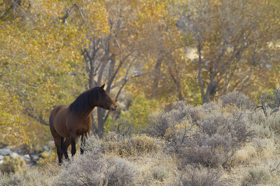 Wild Mustang Horse Photograph by Waterdancer 