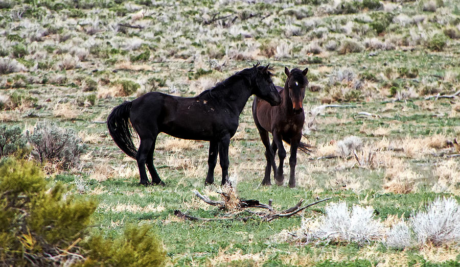 Wild Mustang Stallions Photograph by Waterdancer