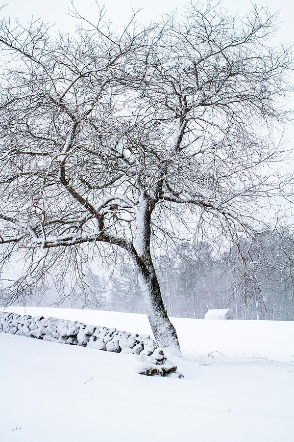 Winter Meadow I Photograph by Steven David Roberts