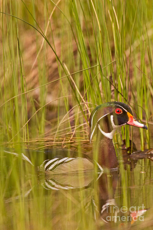 Wood Duck Under Cover Photograph by Natural Focal Point Photography