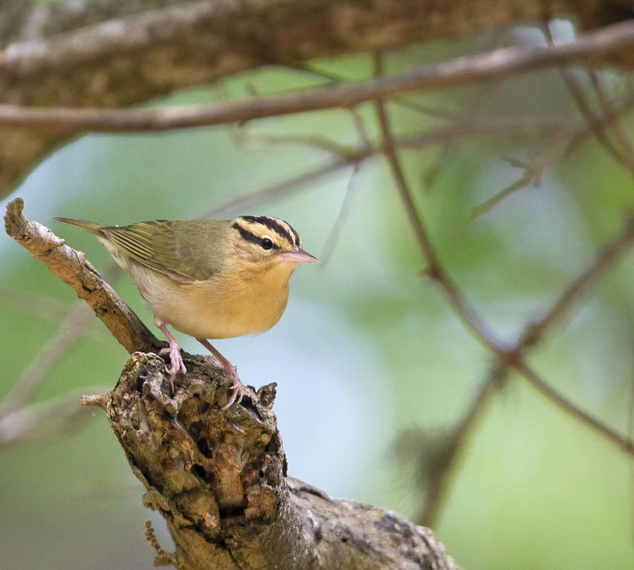 Worm Eating Warbler Photograph by Jim E Johnson
