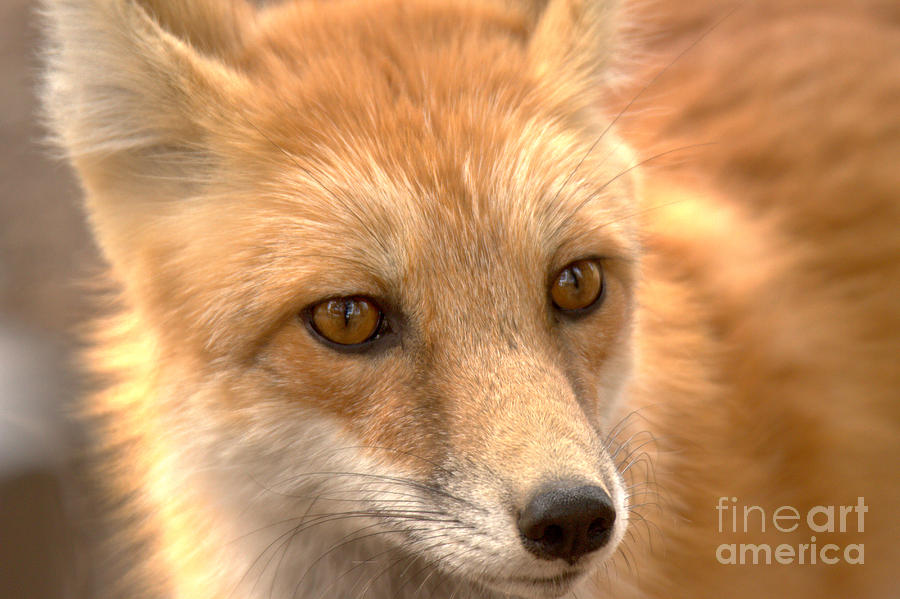 Yellowstone Red Fox Face Photograph by Adam Jewell