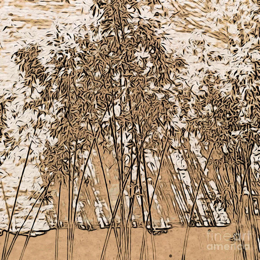 Zen Bamboo Garden Photograph by Onedayoneimage Photography