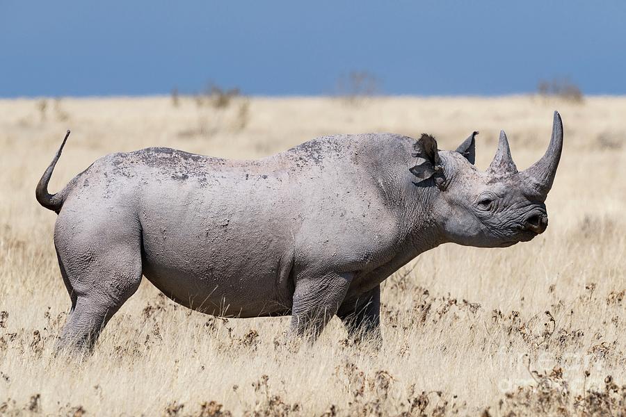 Black Rhino #1 by Tony Camacho / Science Photo Library