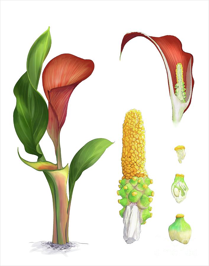 Calla Lily Anatomy #1 by Elena Hartley / Elabarts / Science Photo Library