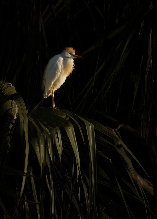Tagak Cattle Egret In Breeding Plumage #1 by Amy Marques