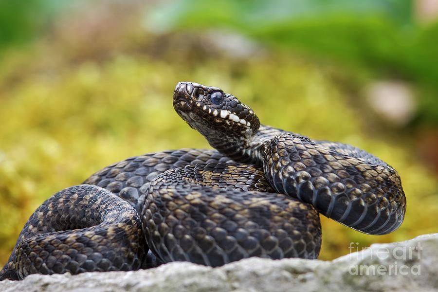 Common Adder #1 by Heath Mcdonald / Science Photo Library