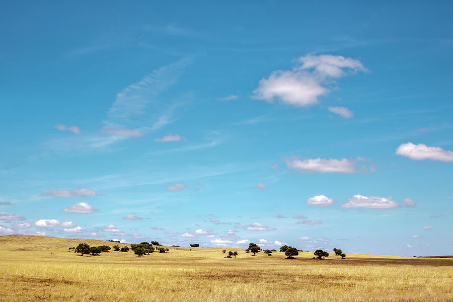 Cork Oaks Near Evora, Alentejo, Portugal #1 Photograph by Sabine Lubenow