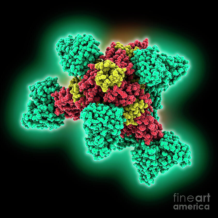 Ebola Virus Complexed With Inmazeb #1 by Laguna Design / Science Photo ...