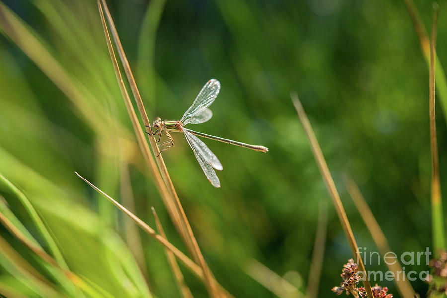 Emerald Damselfly #1 by Andy Davies / Science Photo Library