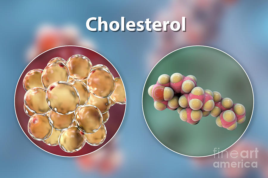 Fat Adipose Cells And Molecule Of Cholesterol #1 by Kateryna Kon ...