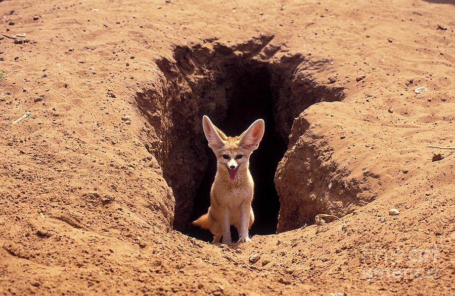 アーティスト　フェネック Fennec Fox #1 by Photostock-Israel / Science Photo Library
