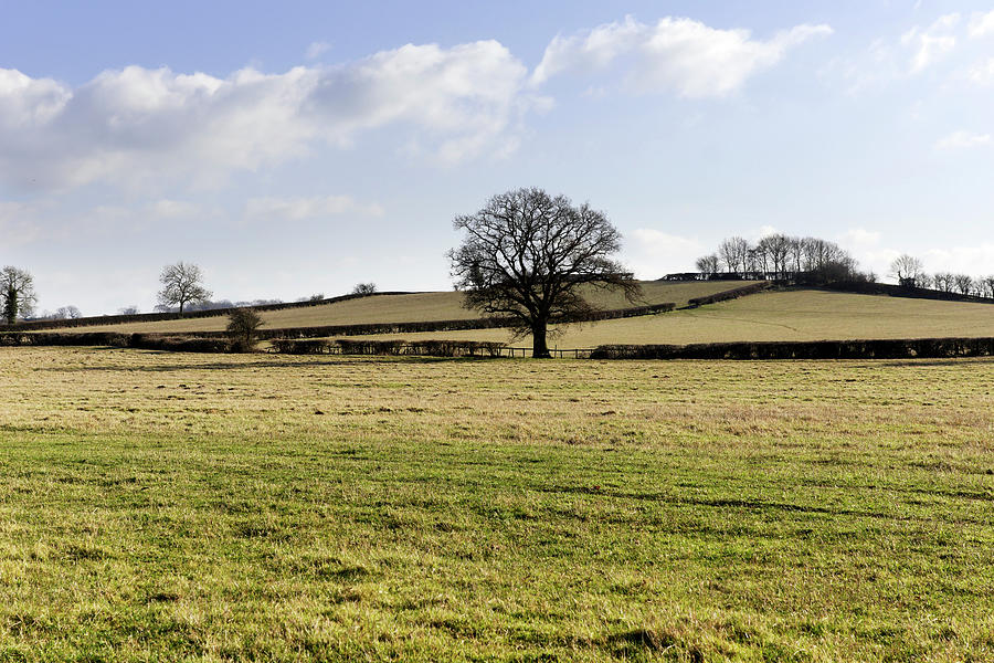 Some Field Field #1 by Kodachrome25