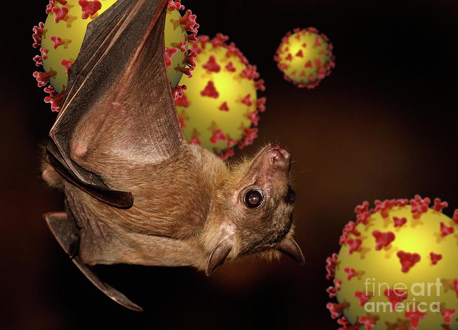 Fruit Bat And Nipah Virus Particles #1 by Victor Habbick Visions ...
