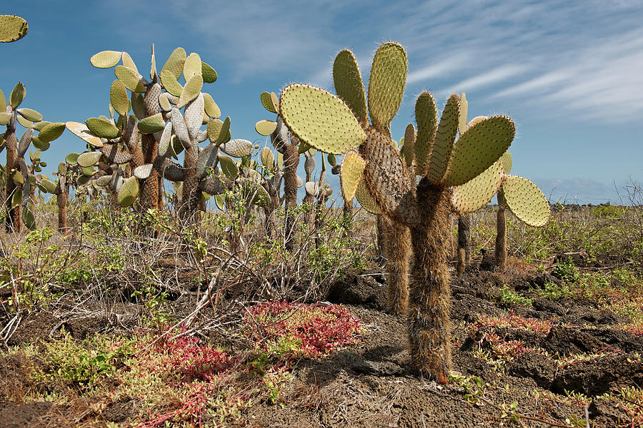 Galapagos Giant Cactus, Opuntia Echios #1 by Juergen Ritterbach