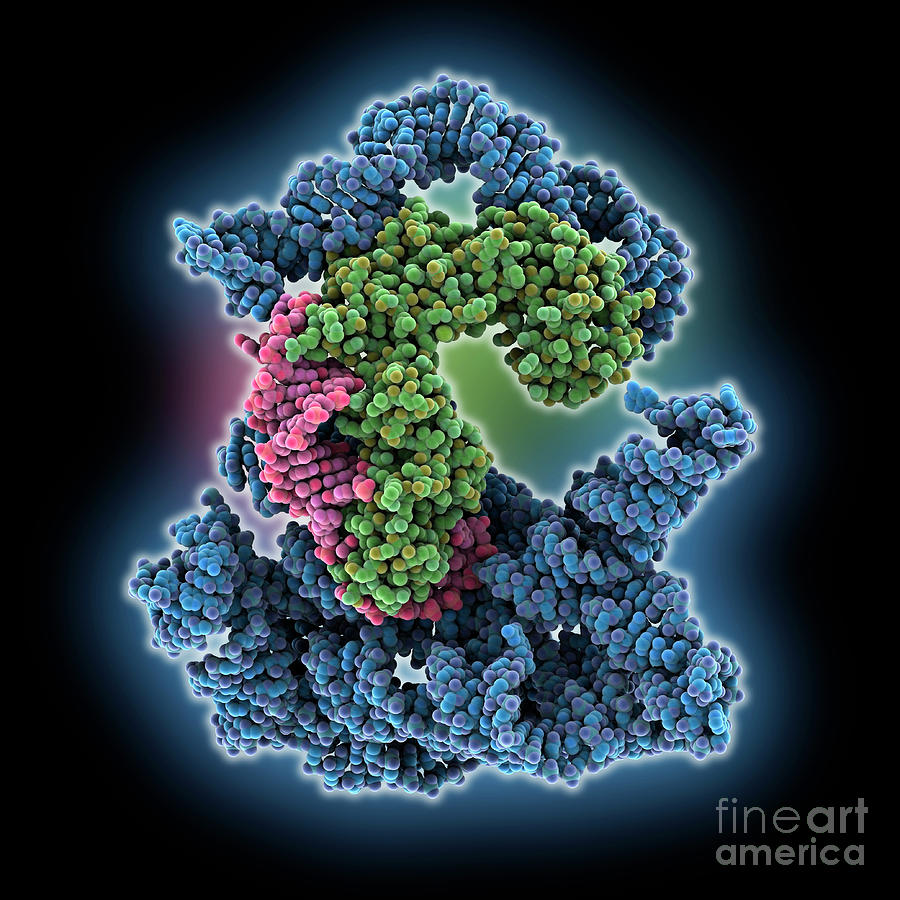 Group II Intron Retroelement #1 by Laguna Design / Science Photo Library
