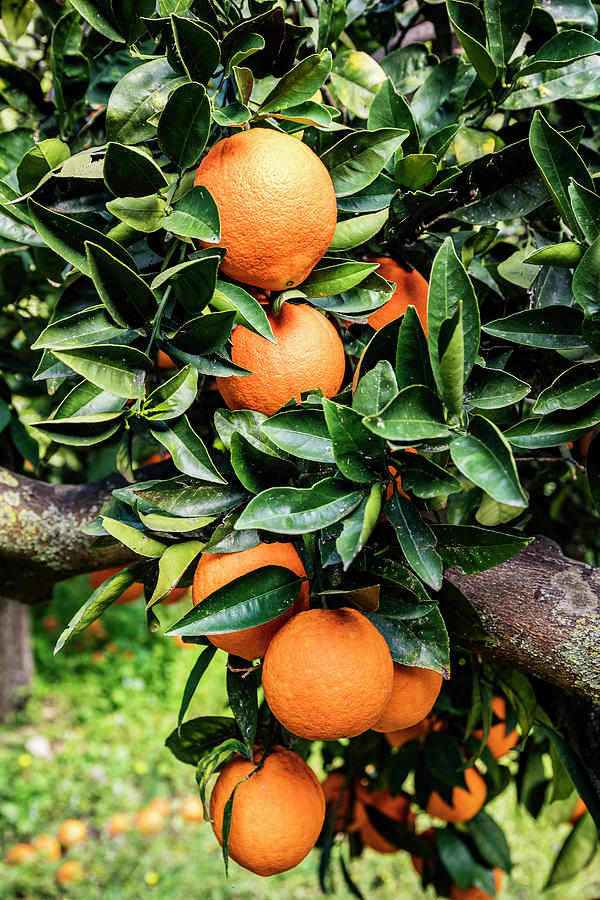 Italy, Sicily, Agrigento District, Ribera, Orange Dop Di Ribera, Navelina E Washington Navel #1 Digital Art by Antonino Bartuccio