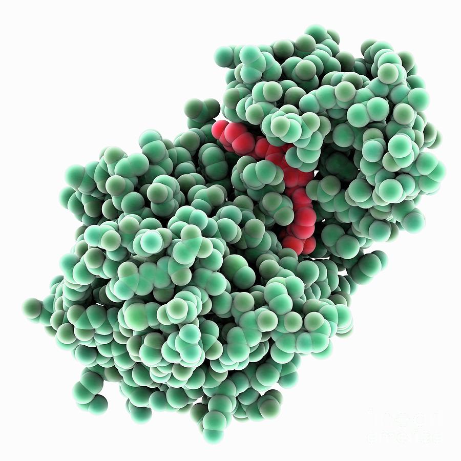 Kinase Complexed With Braf Inhibitor #1 by Laguna Design / Science ...