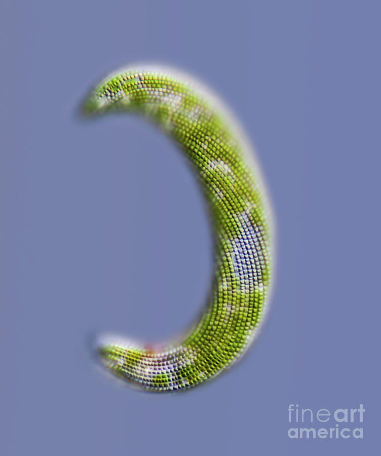 Lepocinclis Freshwater Protist #1 by Gerd Guenther / Science Photo Library