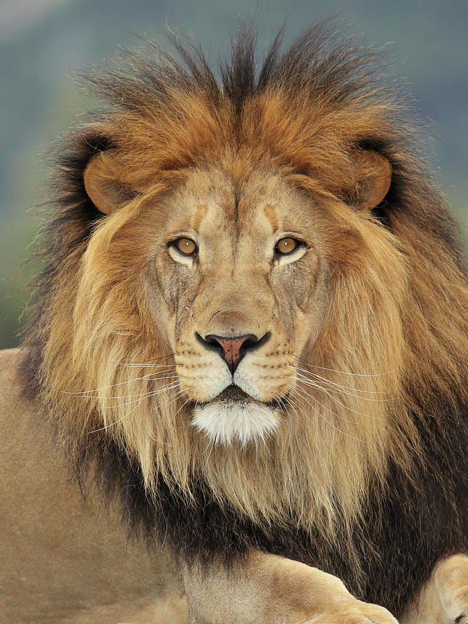 Lion #1 by S. Greg Panosian