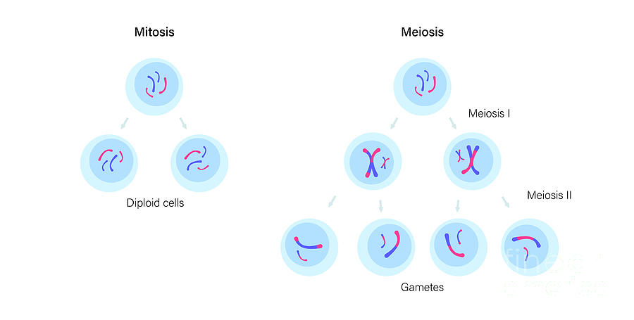 Mitosis And Meiosis #1 by Pikovit / Science Photo Library
