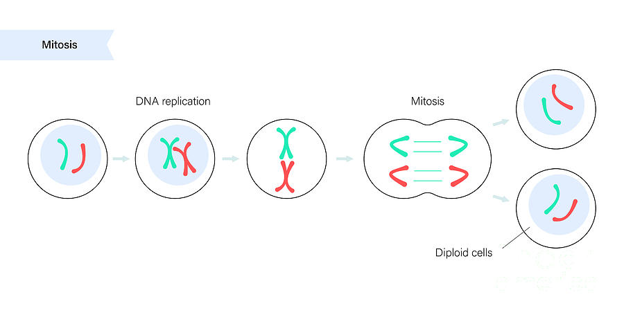 Mitosis #1 by Pikovit / Science Photo Library
