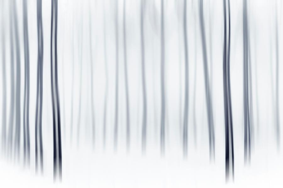 Piedmont, Abstract Trees, Italy #1 Digital Art by Dario Bonetto