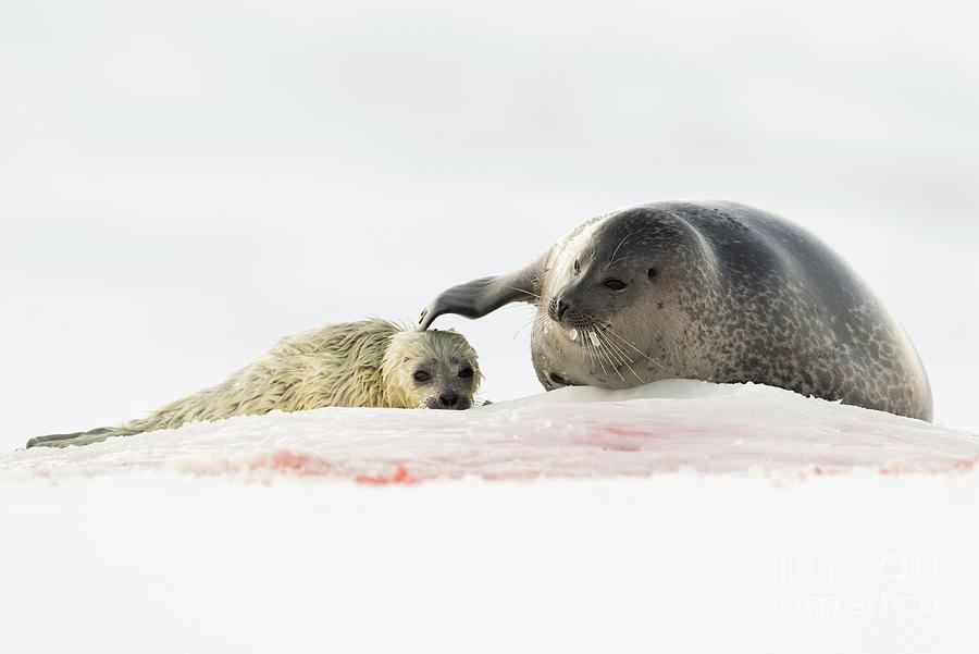 Ringed Seal Mother And Pup #1 by Dr P. Marazzi / Science Photo Library